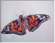 Butterfly at the EcoTarium- Painting by Lily Azerad-Goldman