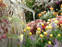 Frost on the Flowers